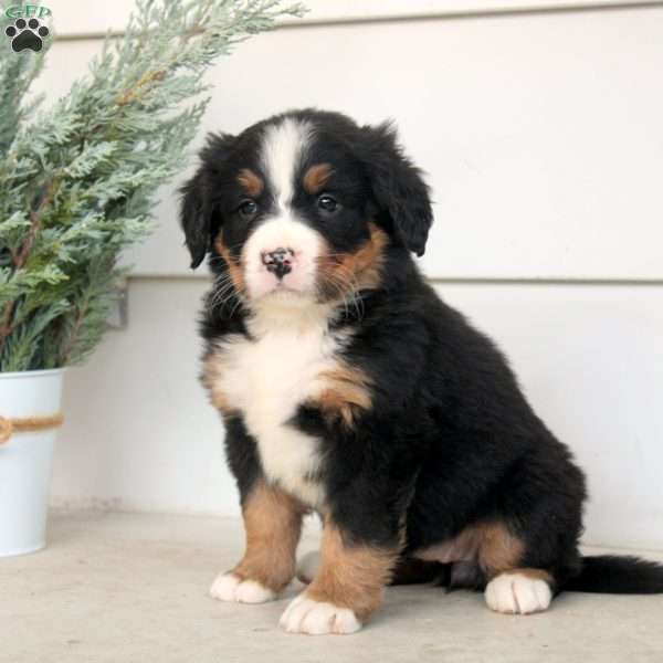 Maria, Bernese Mountain Dog Puppy