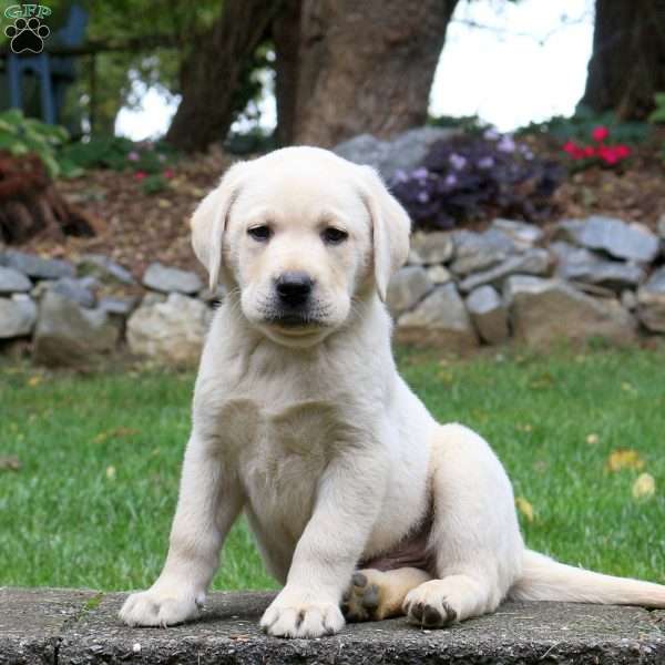 Mario, Yellow Labrador Retriever Puppy