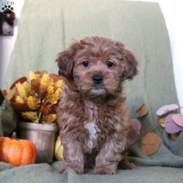 Marisha, Shih-Poo Puppy