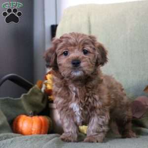 Marisha, Shih-Poo Puppy