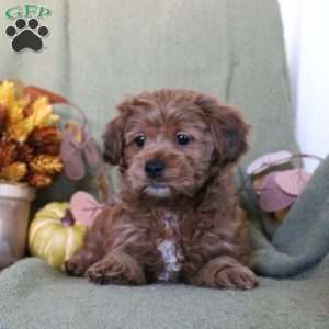 Marisha, Shih-Poo Puppy