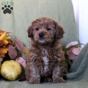 Marisha, Shih-Poo Puppy