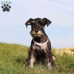 Maggie, Miniature Schnauzer Puppy