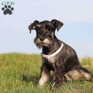 Maggie, Miniature Schnauzer Puppy