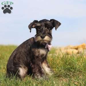 Maggie, Miniature Schnauzer Puppy