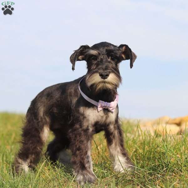 Maggie, Miniature Schnauzer Puppy