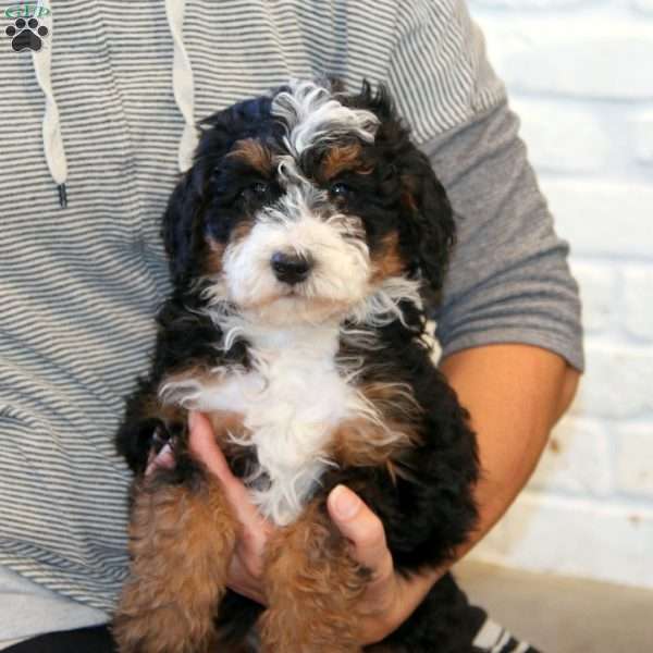 Marlee, Mini Bernedoodle Puppy