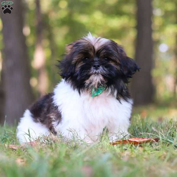 Marlo, Shih Tzu Puppy