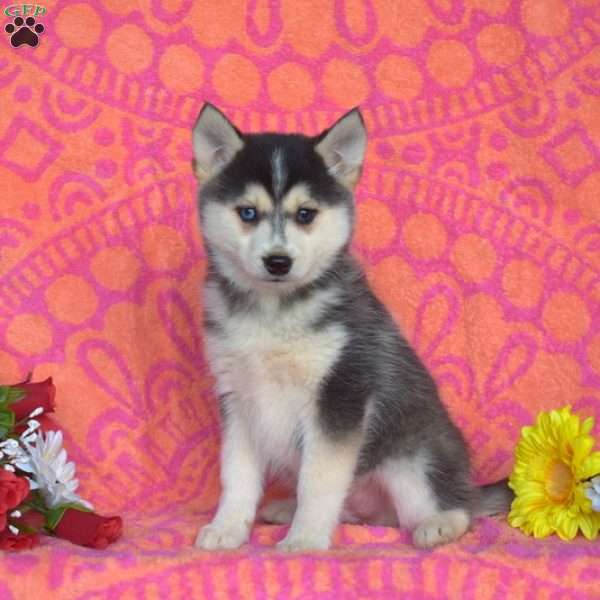 Marlow, Pomsky Puppy