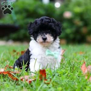 Mars, Maltipoo Puppy