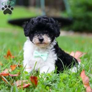 Mars, Maltipoo Puppy