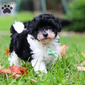 Mars, Maltipoo Puppy