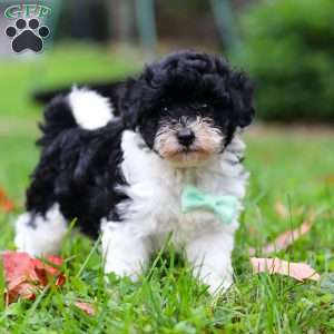 Mars, Maltipoo Puppy