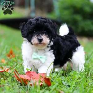 Mars, Maltipoo Puppy