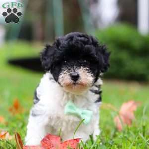 Mars, Maltipoo Puppy