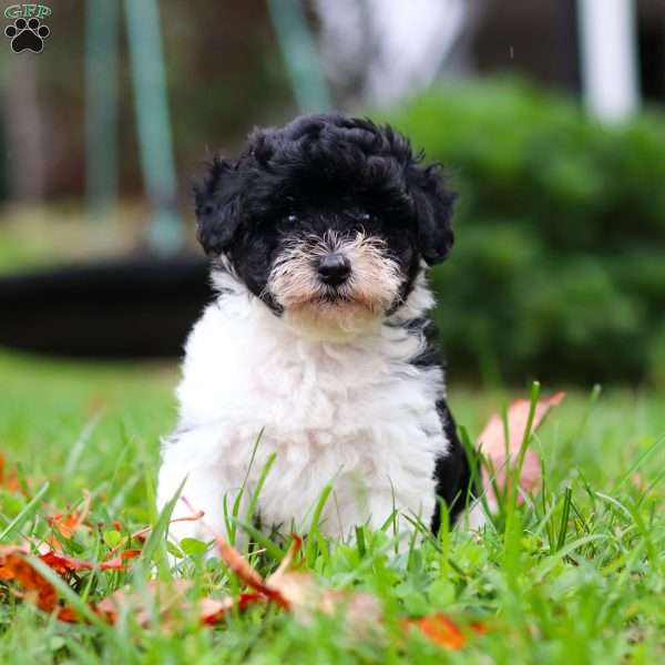 Mars, Maltipoo Puppy