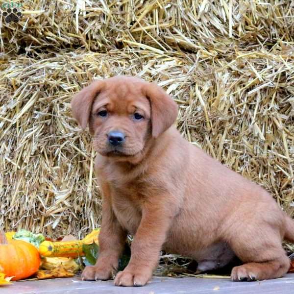 Marshal, Fox Red Labrador Retriever Puppy