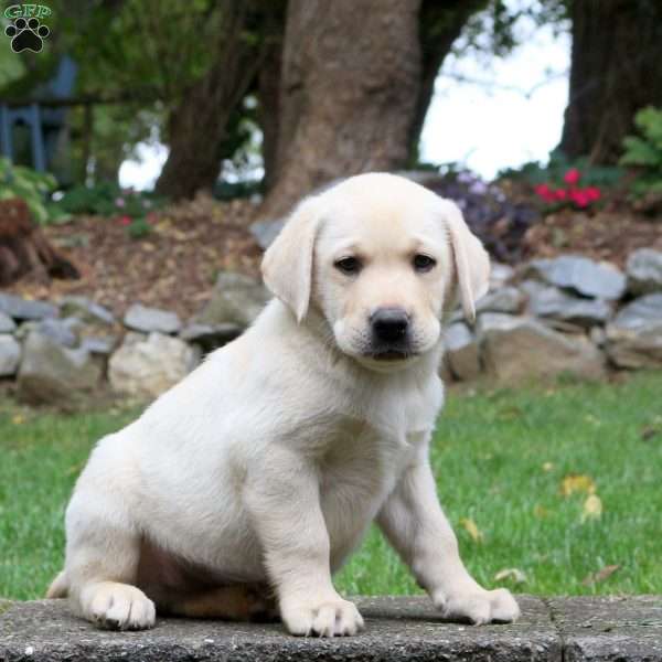 Marshal, Yellow Labrador Retriever Puppy