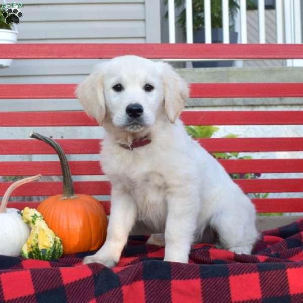 Marshall, English Cream Golden Retriever Puppy