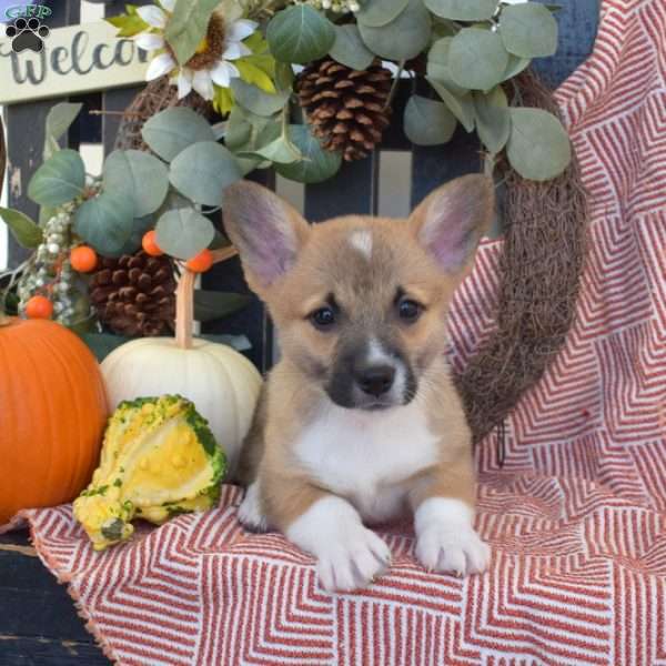 Marshall, Pembroke Welsh Corgi Puppy