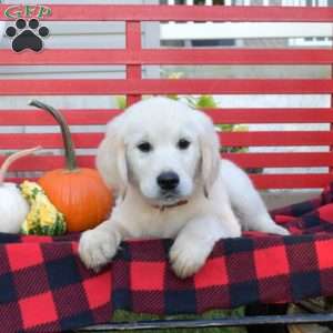 Marshall, English Cream Golden Retriever Puppy