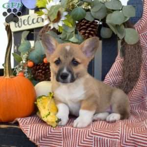 Marshall, Pembroke Welsh Corgi Puppy