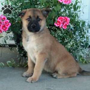 Marshall, Belgian Malinois Mix Puppy