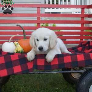 Marshall, English Cream Golden Retriever Puppy