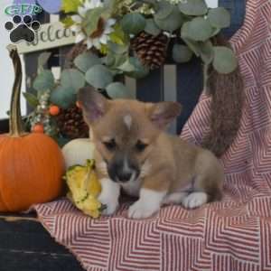 Marshall, Pembroke Welsh Corgi Puppy