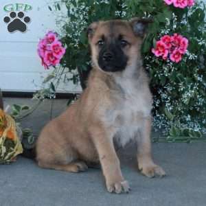 Marshall, Belgian Malinois Mix Puppy