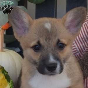 Marshall, Pembroke Welsh Corgi Puppy