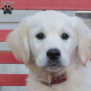 Marshall, English Cream Golden Retriever Puppy