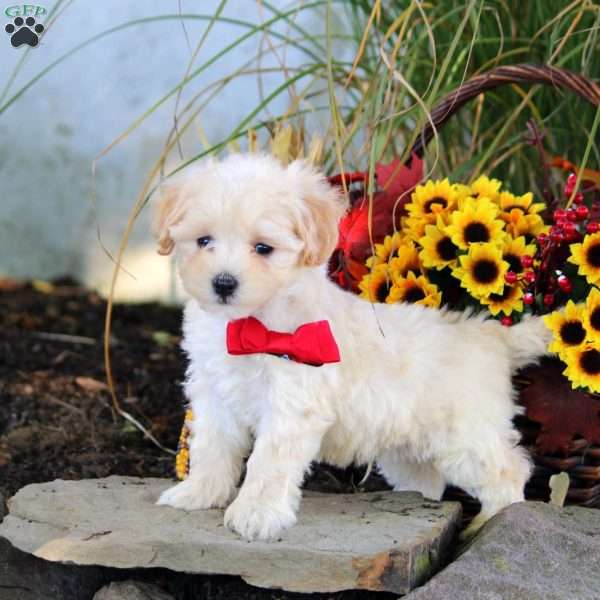 Mason, Maltipoo Puppy