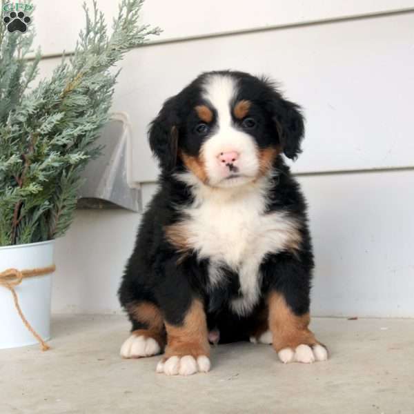 Mason, Bernese Mountain Dog Puppy