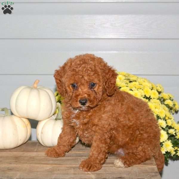 Mason, Miniature Poodle Puppy