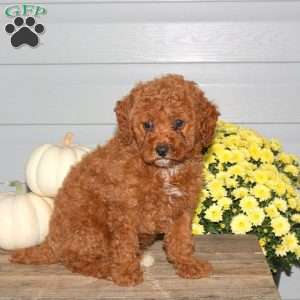 Mason, Miniature Poodle Puppy