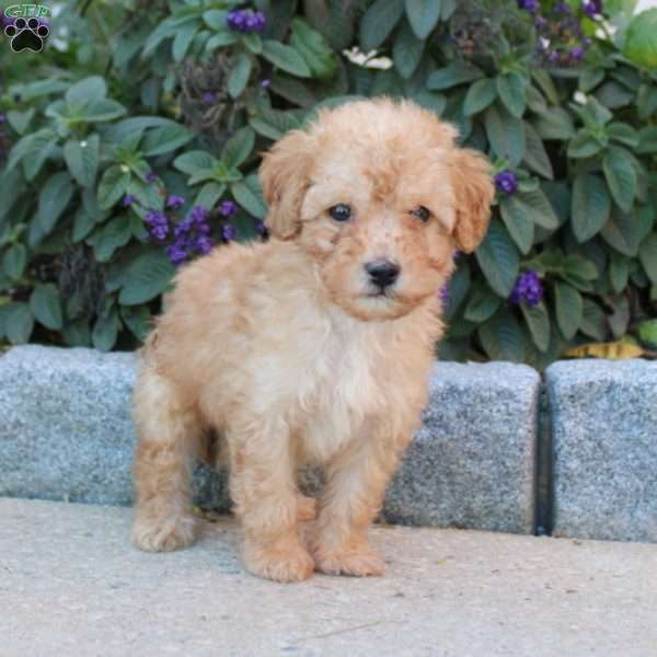 Master, Miniature Poodle Puppy