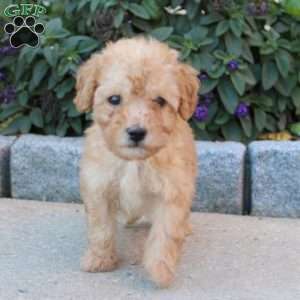 Master, Miniature Poodle Puppy