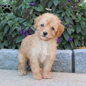 Master, Miniature Poodle Puppy