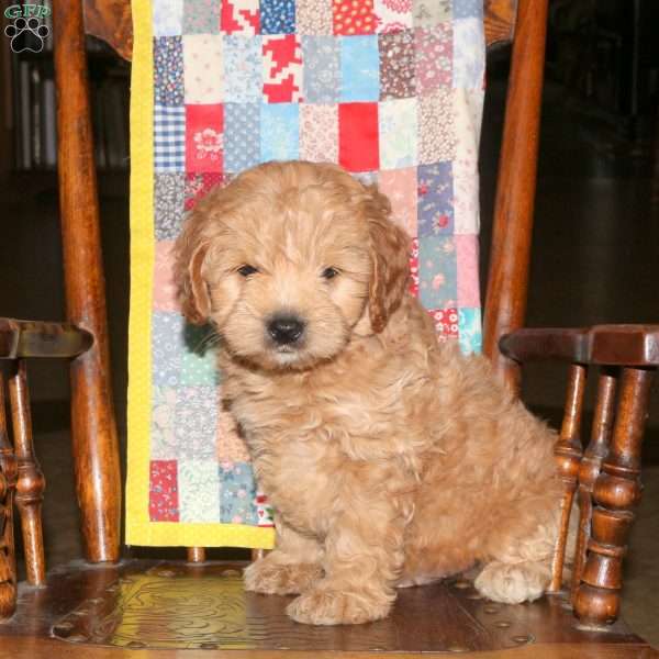 Matt, Cockapoo Puppy