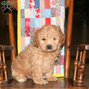 Matt, Cockapoo Puppy