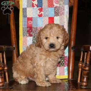 Matt, Cockapoo Puppy