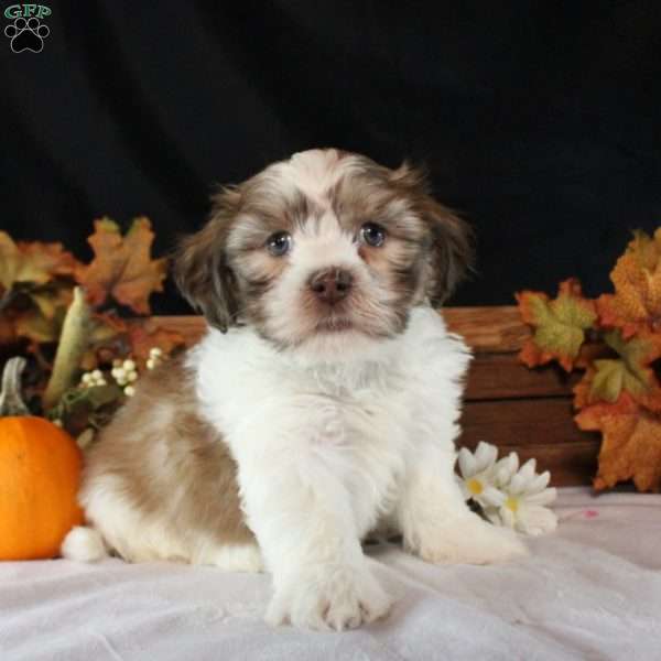 Matteo, Teddy Bear Puppy