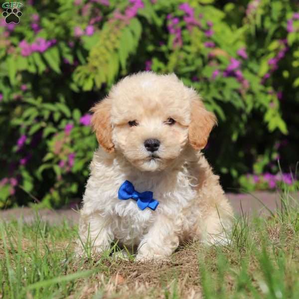 Maverick, Maltipoo Puppy