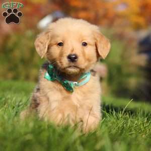 Maverick, Golden Retriever Puppy