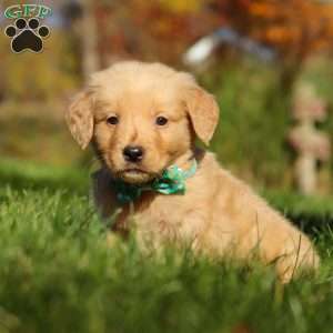 Maverick, Golden Retriever Puppy