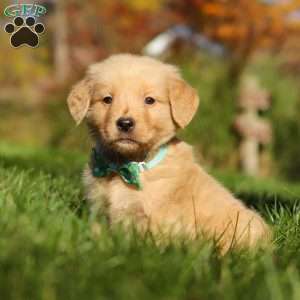 Maverick, Golden Retriever Puppy