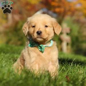 Maverick, Golden Retriever Puppy