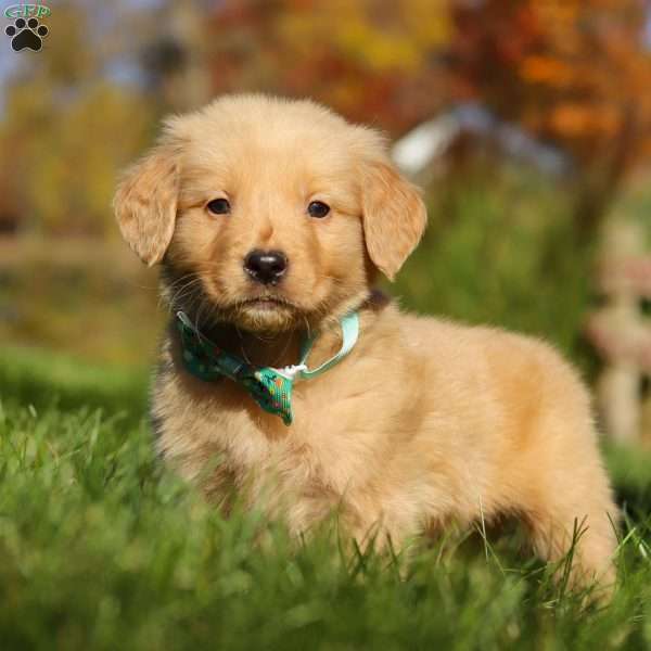 Maverick, Golden Retriever Puppy