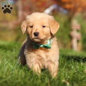 Maverick, Golden Retriever Puppy